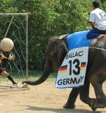 Слоновий футбол на празднике слонов в Индии