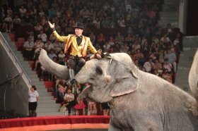 В Челябинск привезли «Шоу слонов великанов»