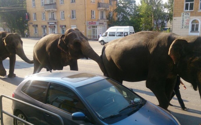 Слоны в Челябинске в Парке