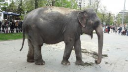 В Челябинске в парках выгуливают слонов