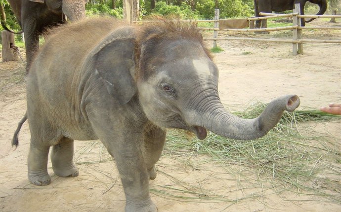 Рождение Слона