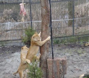 В калининградском зоопарке установили силовые тренажёры для львов, тигров и слона (видео)