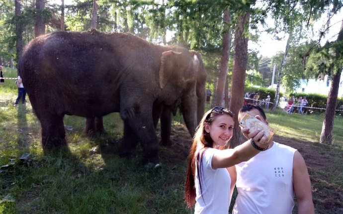 Где Гуляют Слоны в Челябинске