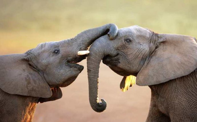 Размножение Слонов